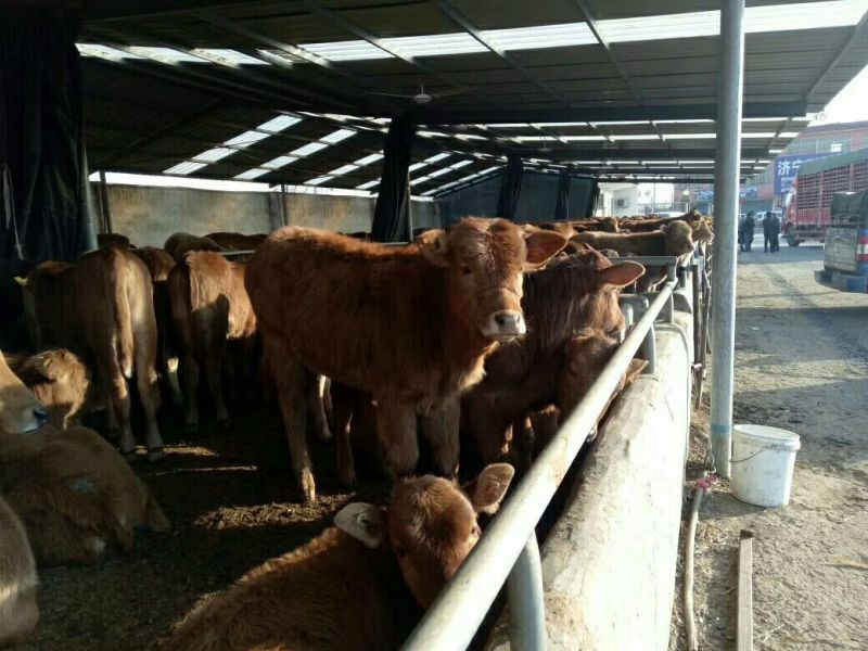 鲁西黄牛犊200~300kg