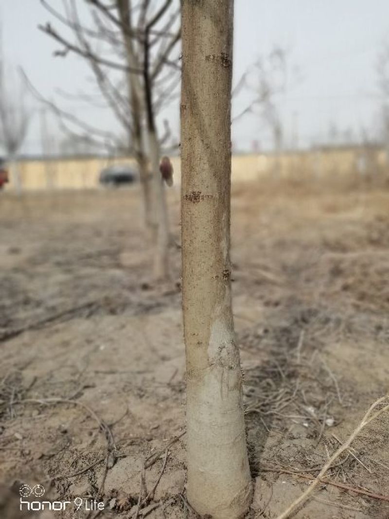 核桃苗3~4年200cm以上
