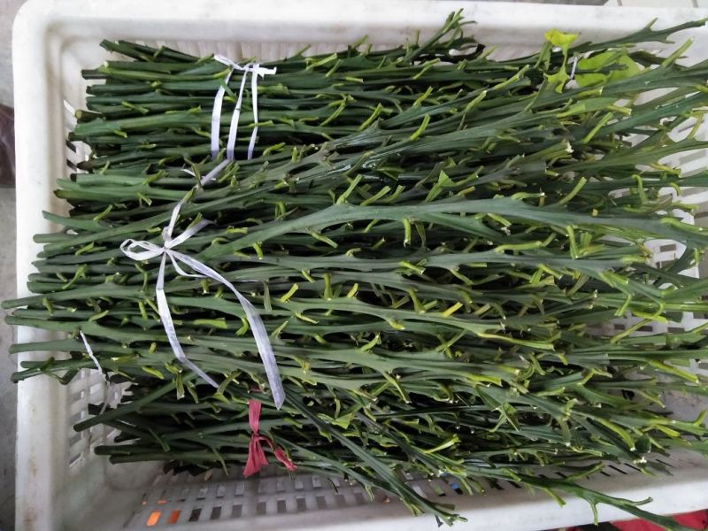 大雅柑1号枝条10~20cm成活率高包技术指导