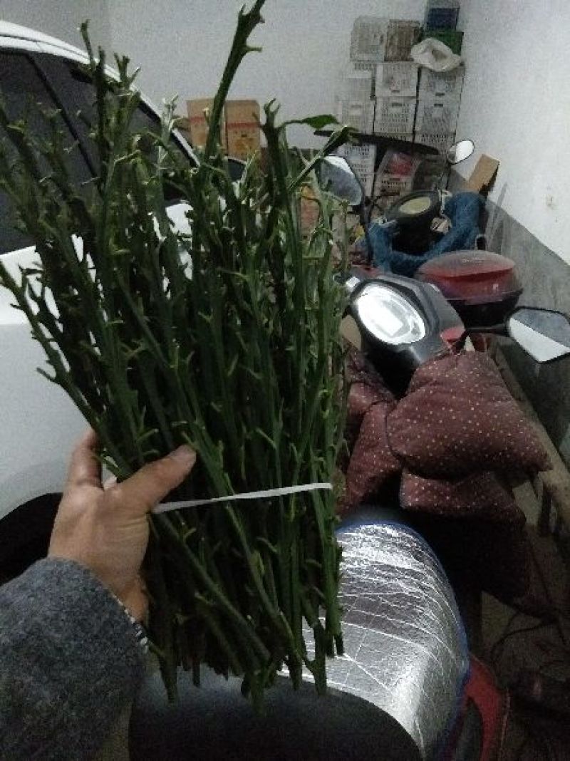 爱媛38枝条10~20cm诚信商家品质保证