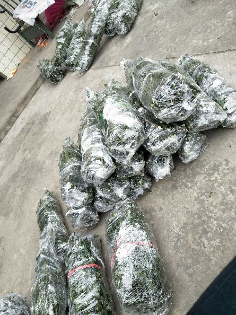 爱媛38枝条10~20cm诚信商家品质保证