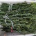 爱媛38枝条10~20cm诚信商家品质保证