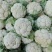 陕西菜花，白花花菜，汉中菜花1~3斤紧花瓷实乳白来电优惠