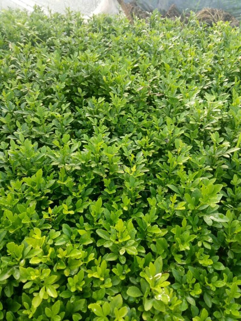 大量供应积壳大小苗，及各种嫁接苗，柑橘苗