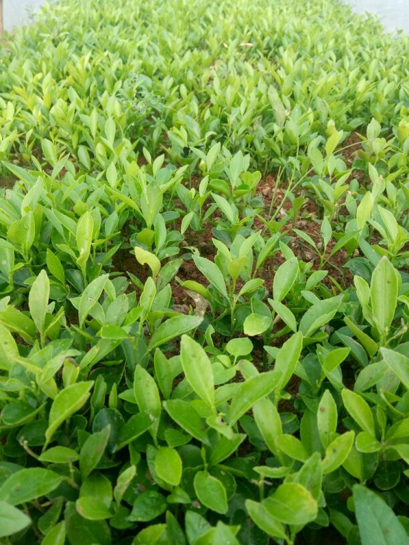 大量供应积壳大小苗，及各种嫁接苗，柑橘苗