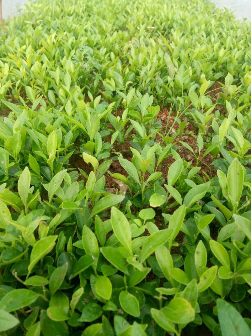 大量供应积壳大小苗，及各种嫁接苗，柑橘苗