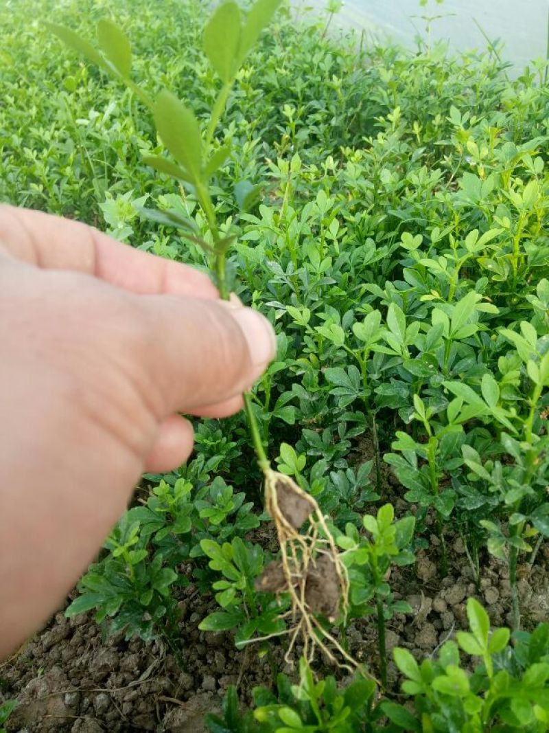 大量供应积壳大小苗，及各种嫁接苗，柑橘苗