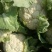 陕西菜花，白花花菜，汉中菜花1~3斤紧花瓷实乳白来电优惠