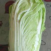 大白菜净菜4~6斤