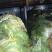 大白菜净菜4~6斤