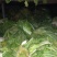 大白菜净菜4~6斤