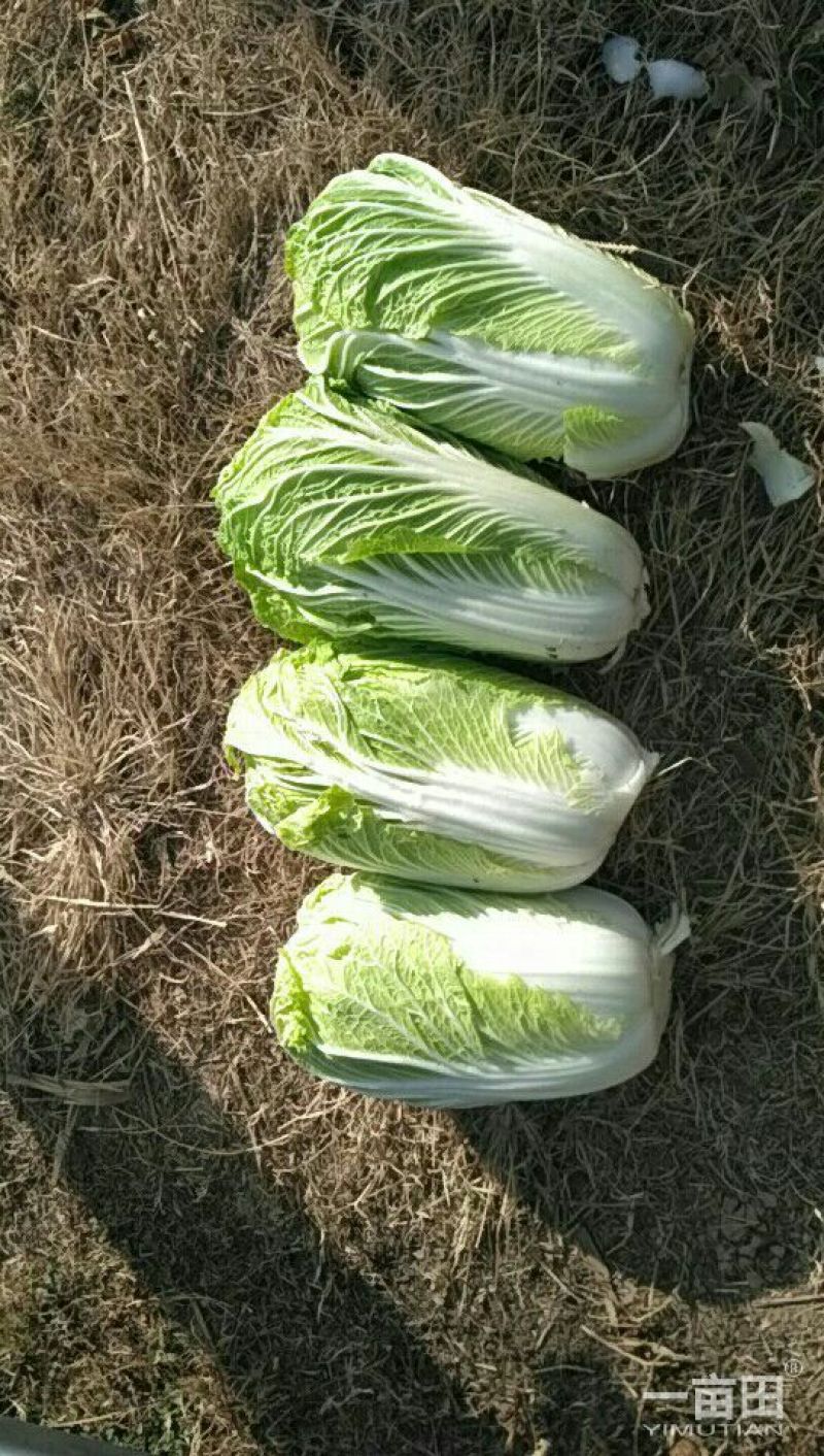 大白菜净菜4~6斤