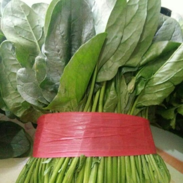 黑叶菠菜20至25公分