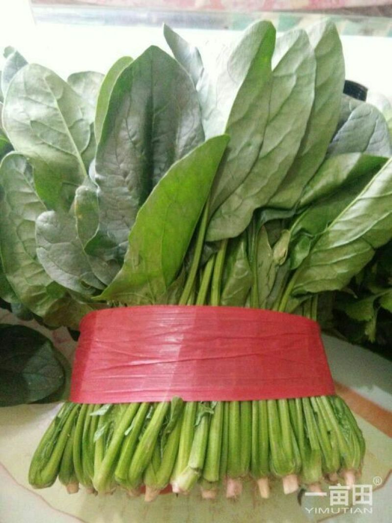 黑叶菠菜20至25公分