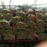 黑叶菠菜20至25公分