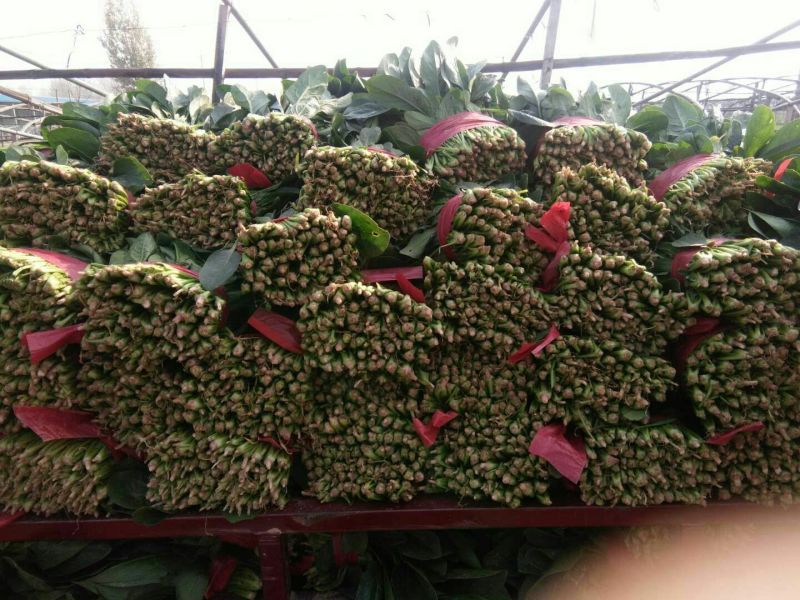 黑叶菠菜20至25公分