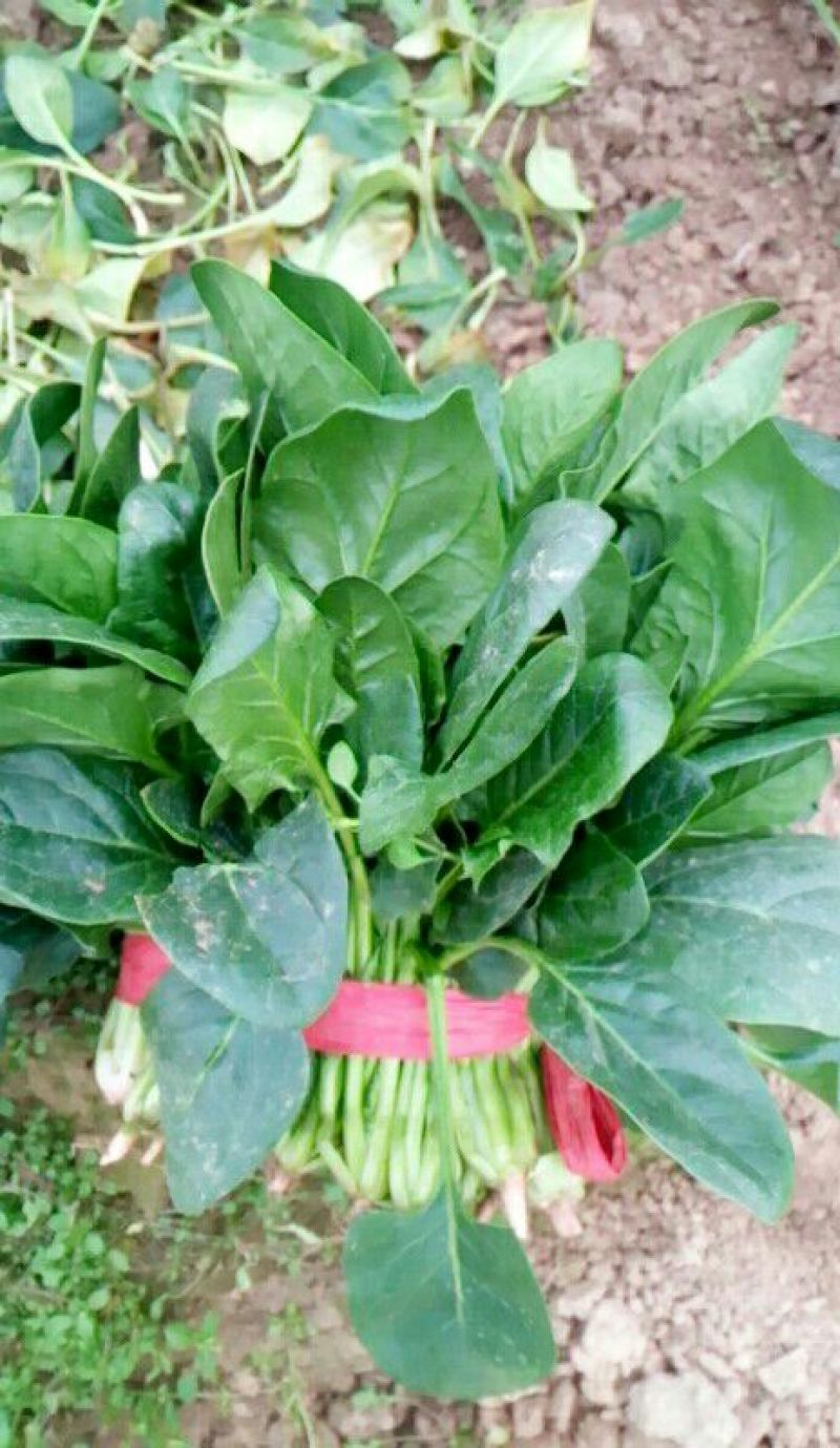 黑叶菠菜20至25公分