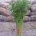 黑叶菠菜20至25公分