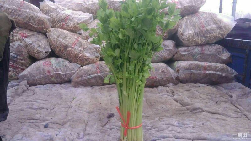 黑叶菠菜20至25公分