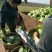 包菜，扁包菜，甘蓝，颜色绿，包的瓷实1~2公斤