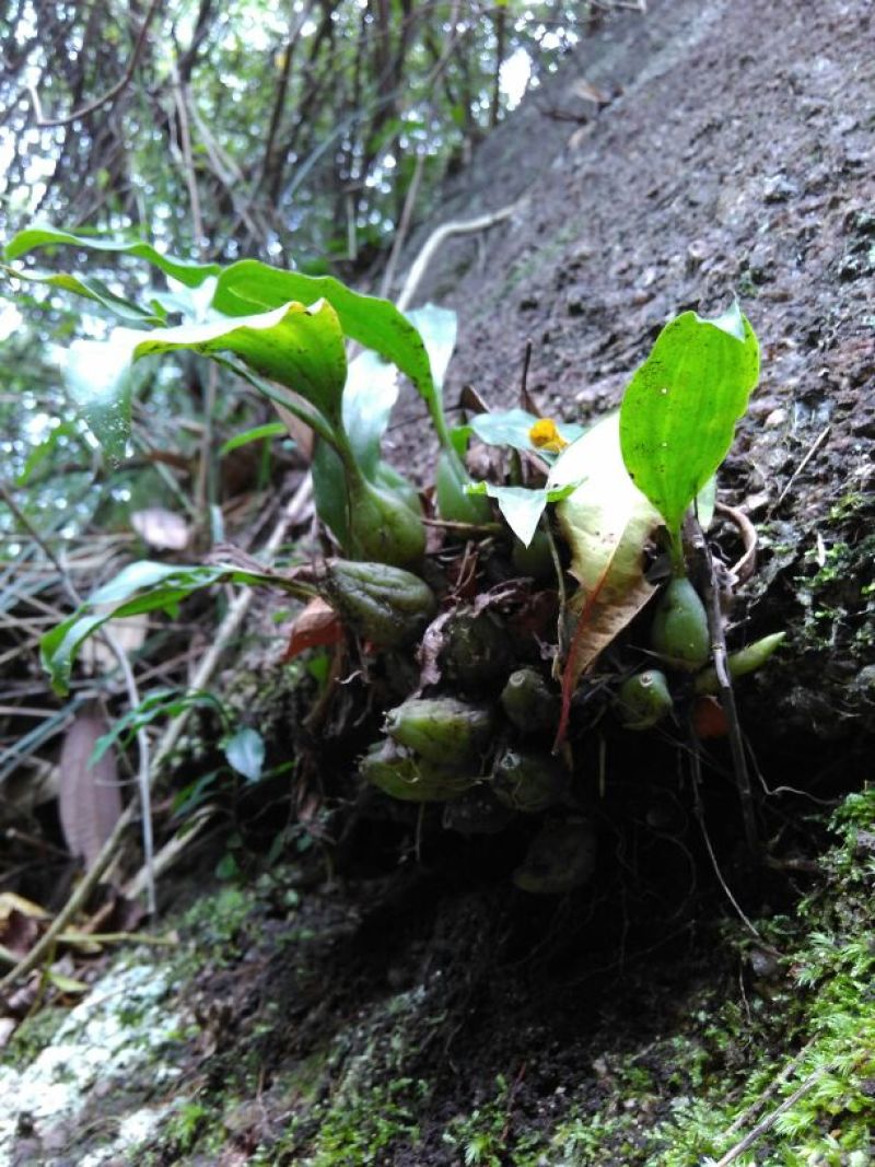石橄榄