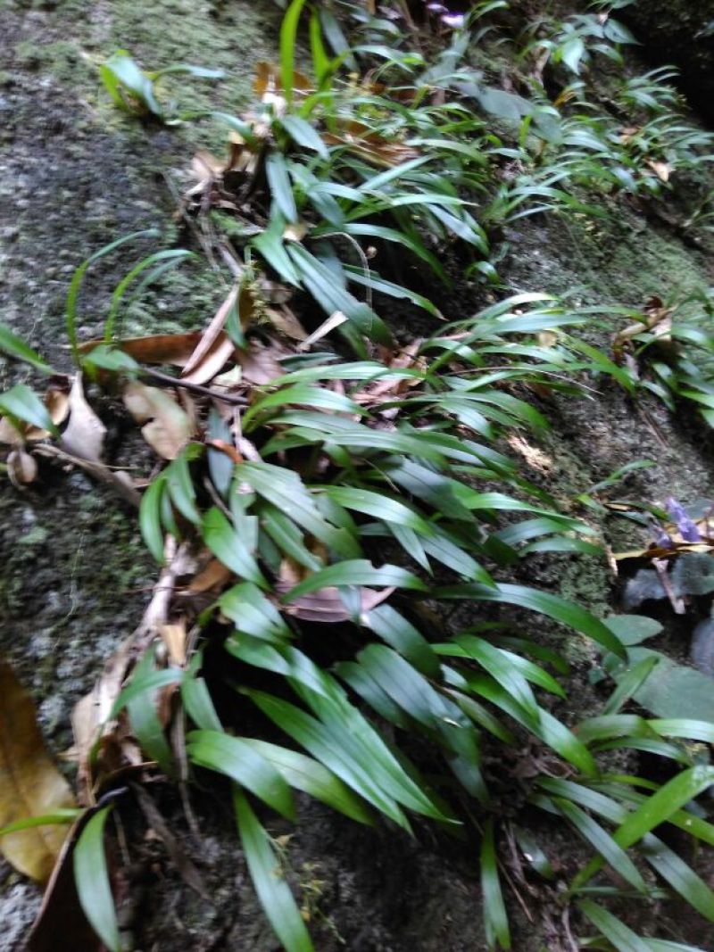 石橄榄