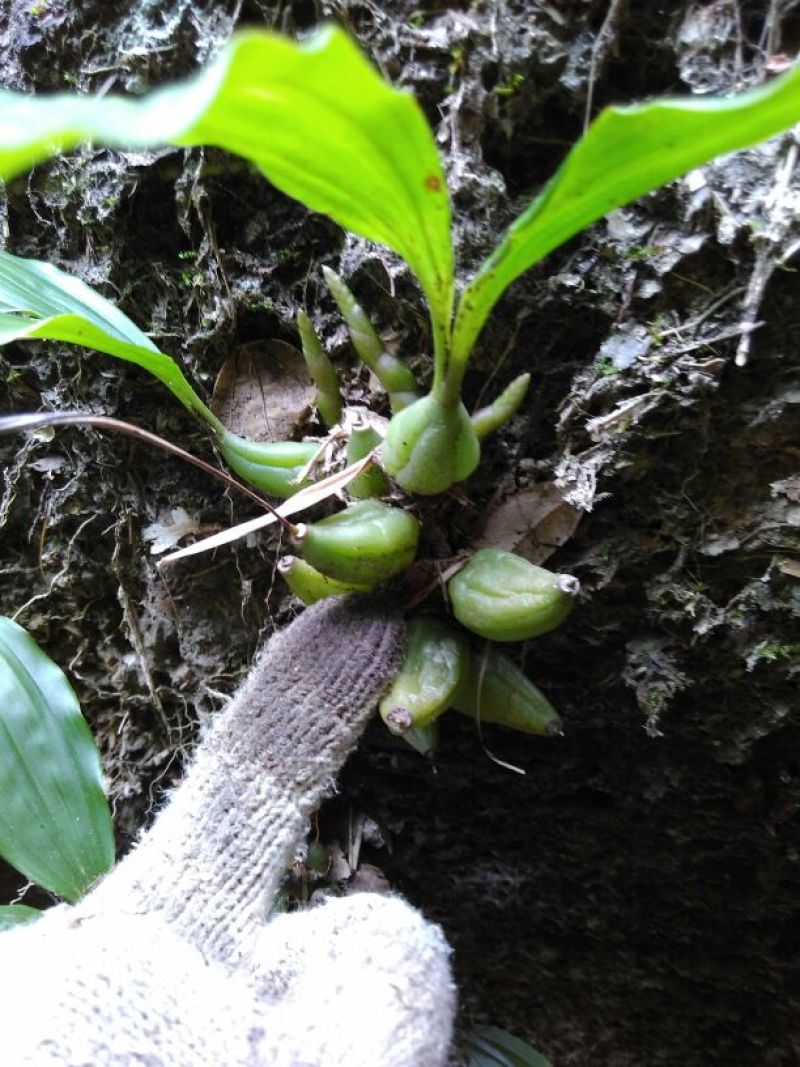 石橄榄