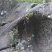 石橄榄