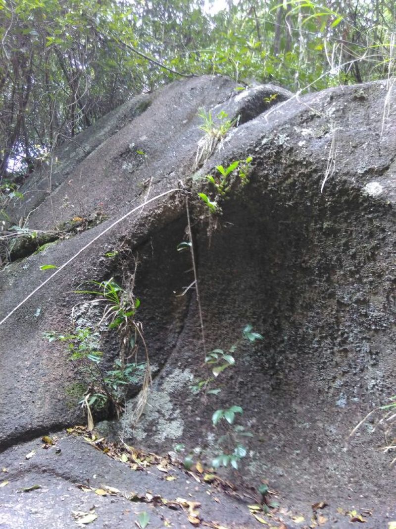 石橄榄