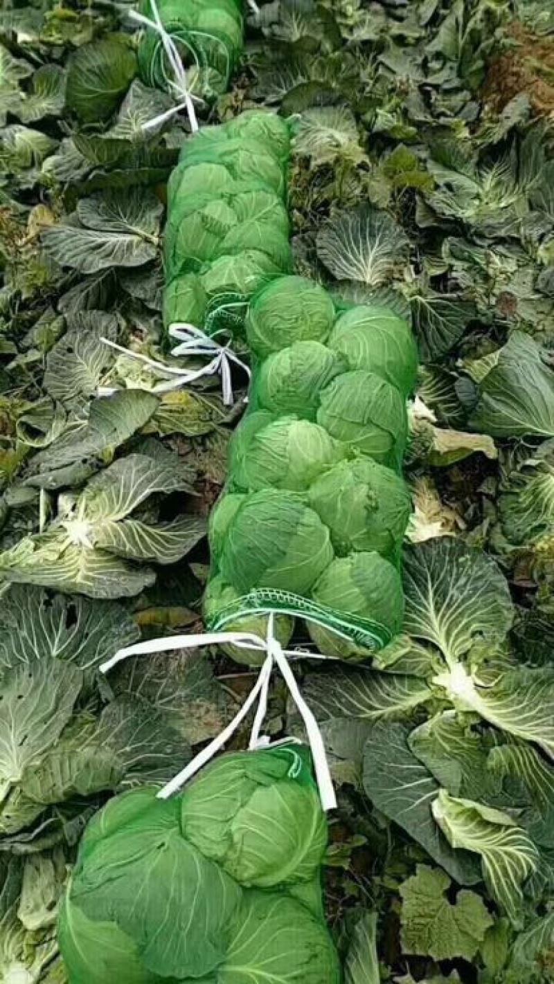 精品优质→甘蓝产地直销✔质量保证✔量大从优✔合作共赢✔