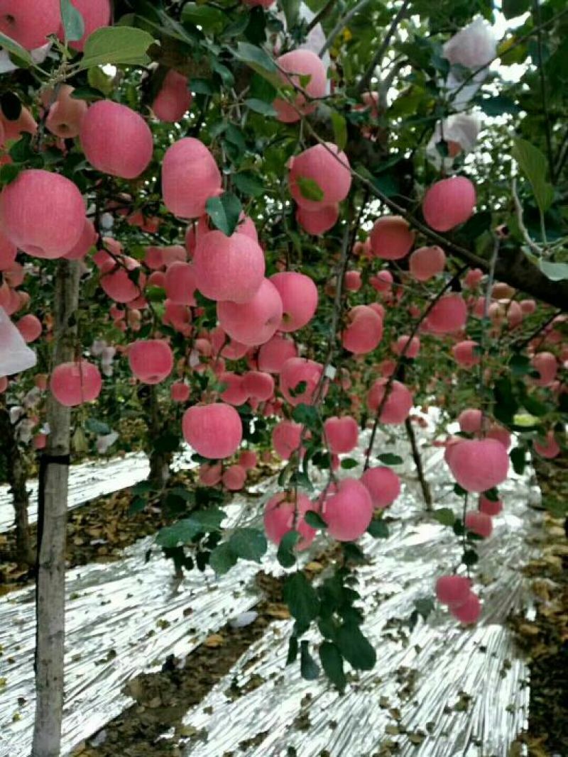 苹果75mm以上纸+膜袋