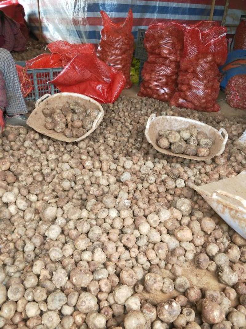 魔芋种子一代种二代种基地供应，技术指导成品回收