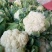 精品有机花菜～货源充足，质量保证✔量大从优✔合作共赢✔