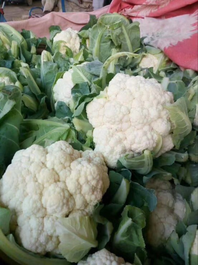 精品有机花菜～货源充足，质量保证✔量大从优✔合作共赢✔