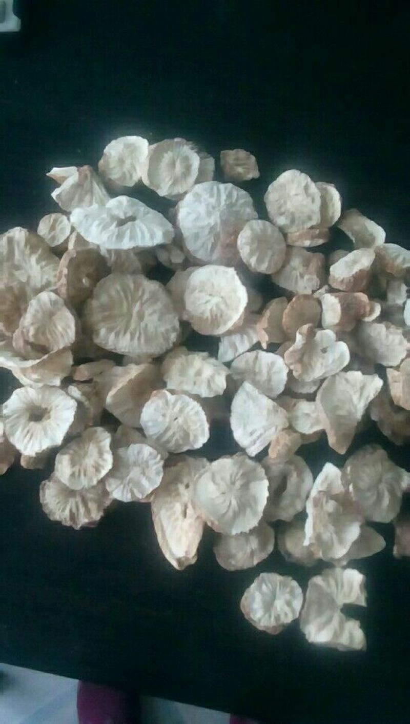 菊苣根分为两种一种是出菜的另外一种是做加工的