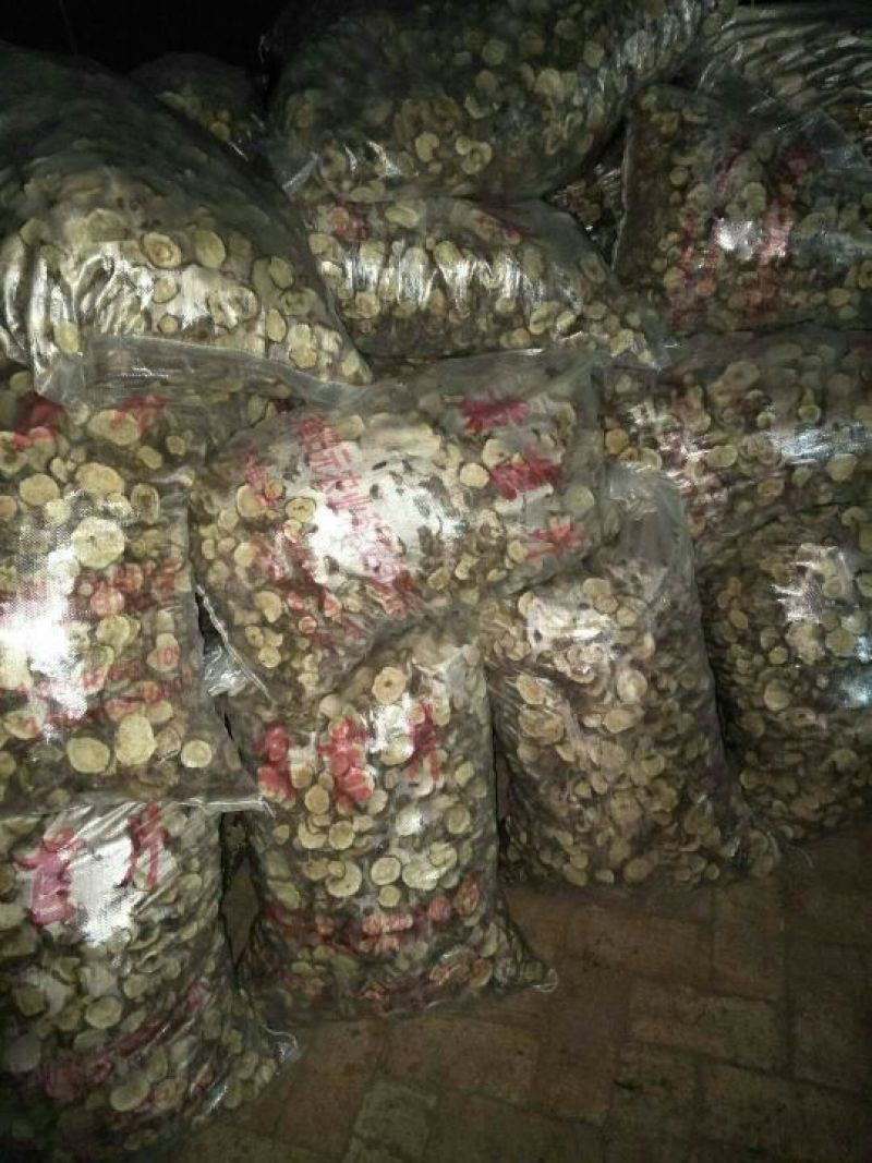 菊苣根分为两种一种是出菜的另外一种是做加工的