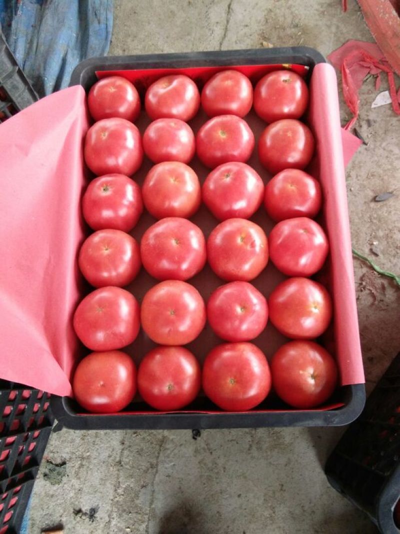 硬粉西红柿弧二以上硬粉精品