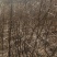 五角枫261~300cm