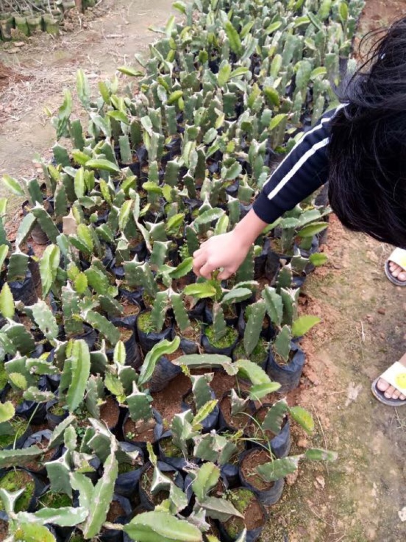红心火龙果苗10~20cm种苗