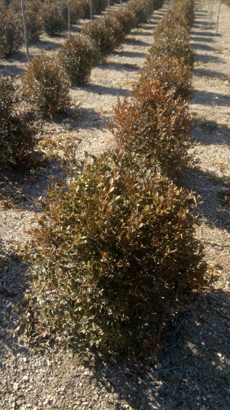 小叶黄杨球2~4cm4cm以下4米以上