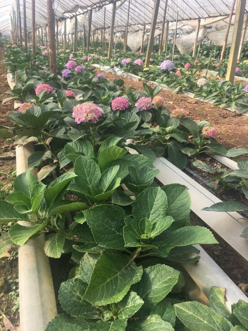 八仙花种苗绣球花苗大海蓝小海蓝绣球裸根苗无尽夏