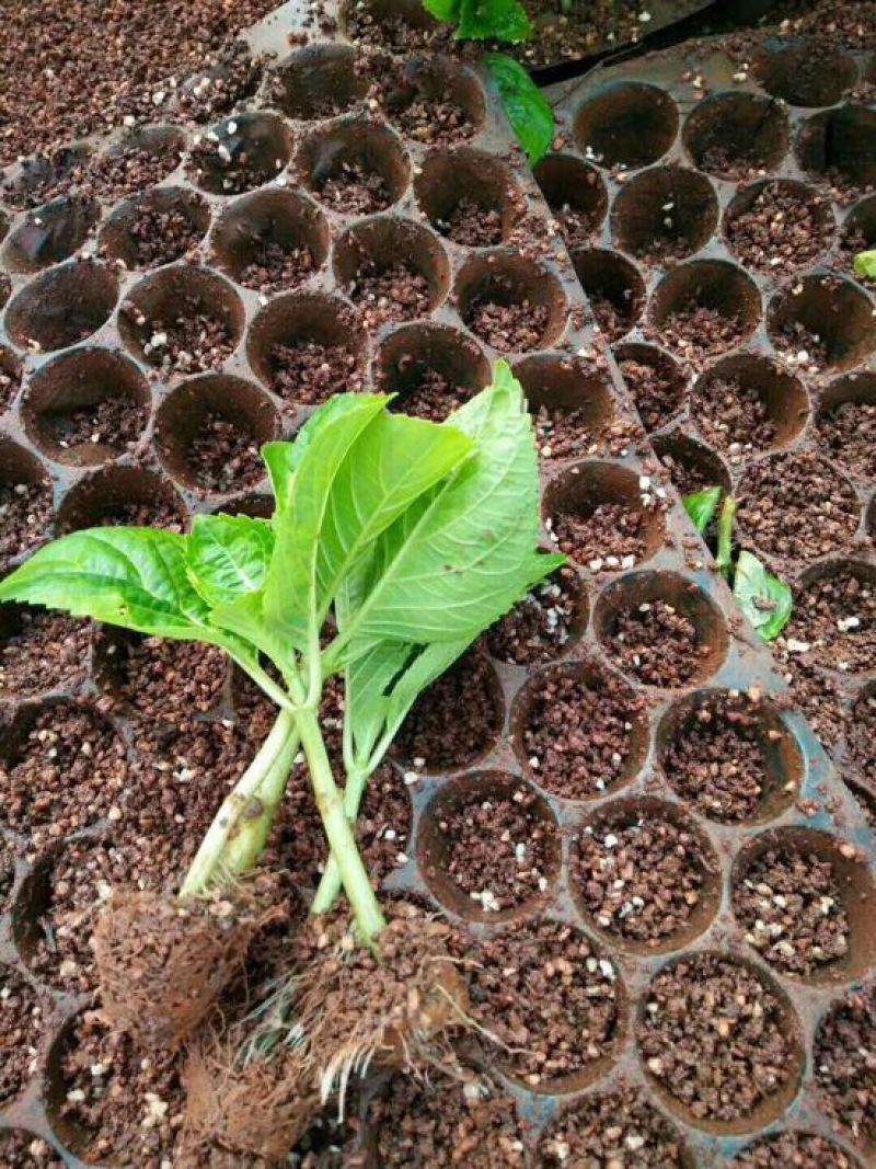 八仙花种苗绣球花苗大海蓝小海蓝绣球裸根苗无尽夏