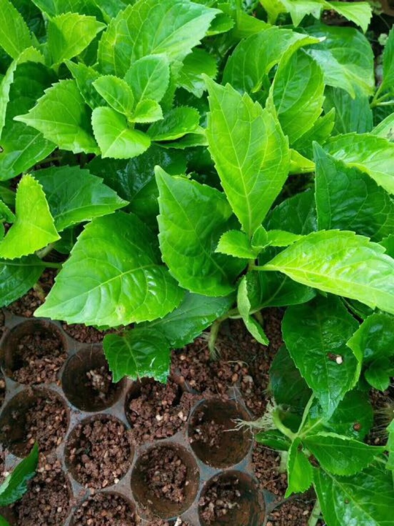 八仙花种苗绣球花苗大海蓝小海蓝绣球裸根苗无尽夏