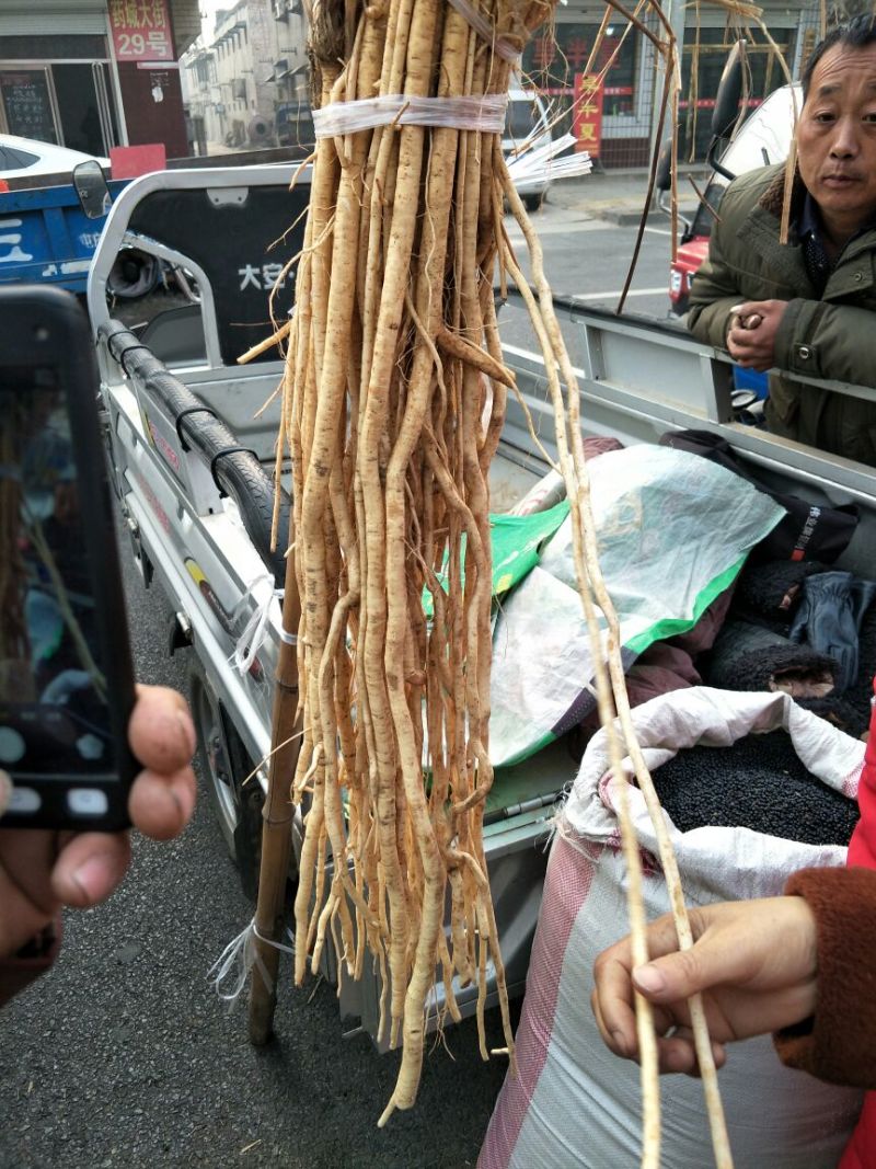推荐优质种子，纯新防风种子，防风种子，提供现代种植技术