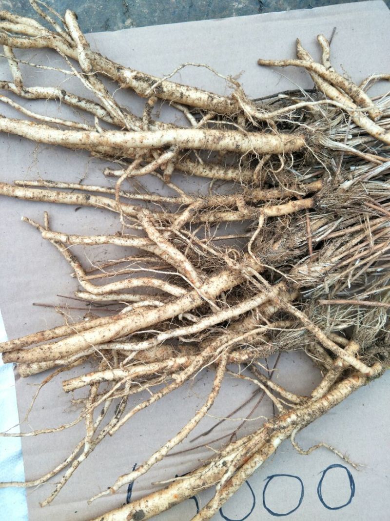 推荐优质种子，纯新防风种子，防风种子，提供现代种植技术