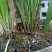 兰花裸根不带土