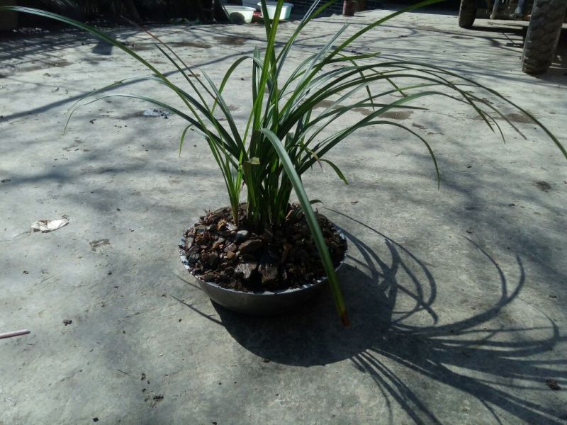 兰花裸根不带土