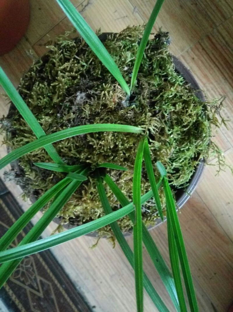 兰花裸根不带土