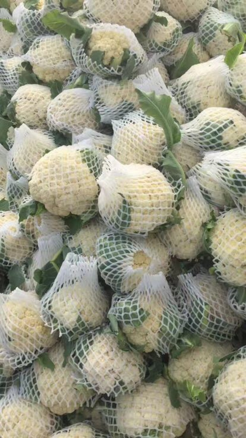 精品有机花菜～货源充足，质量保证✔量大从优✔合作共赢✔
