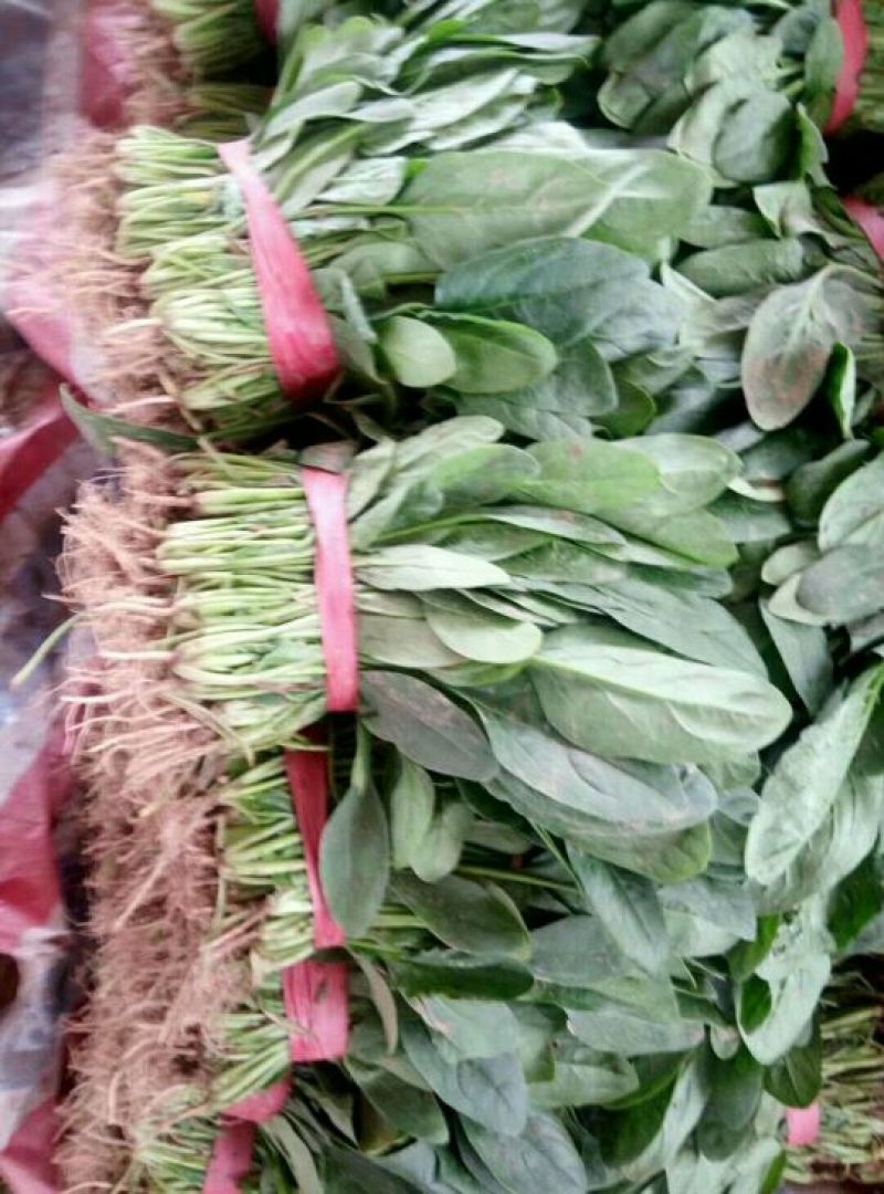 河北『精品』菠菜大量上市，价格便宜，可以视频看